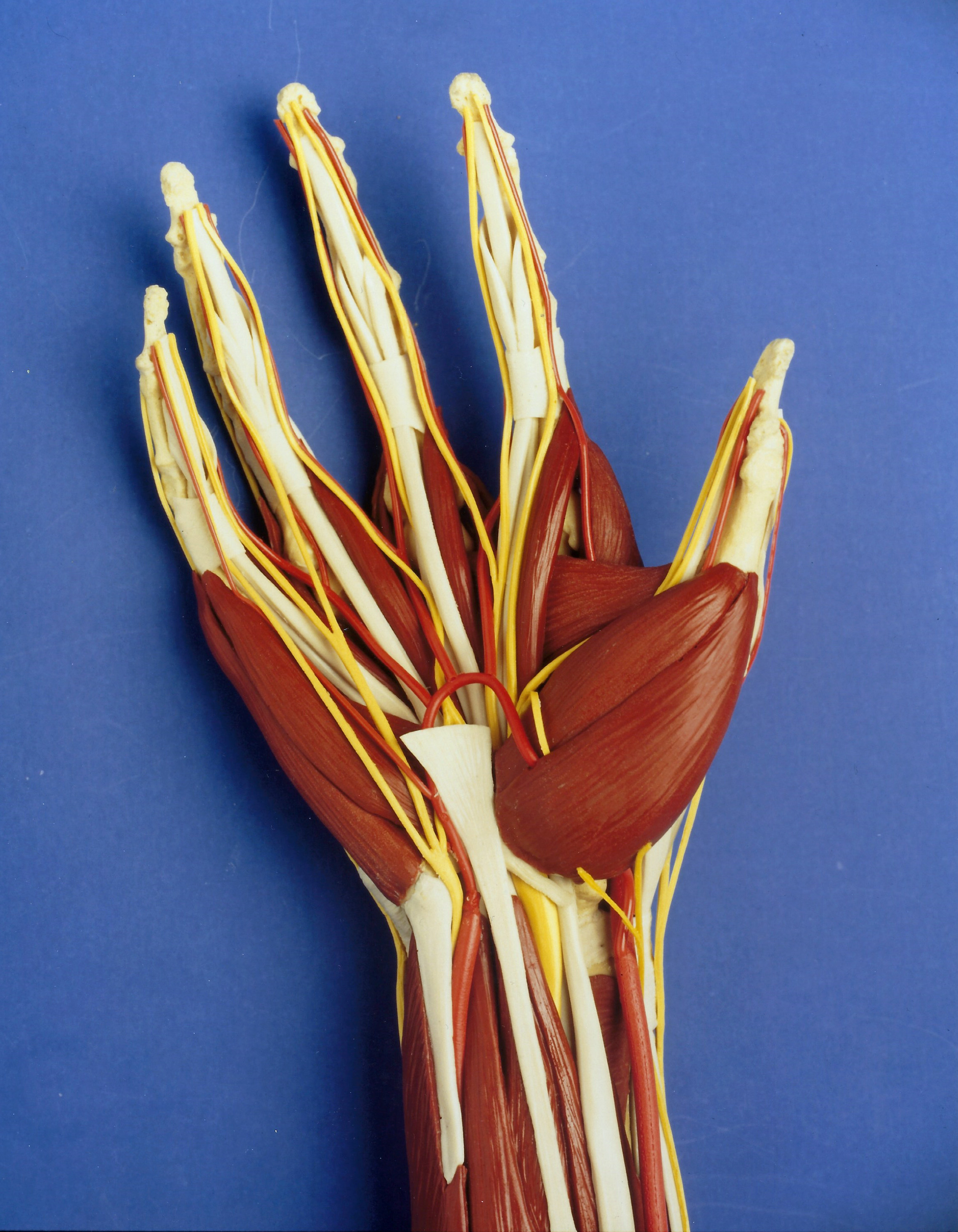 Baldomero Arm model: hand and forearm detail