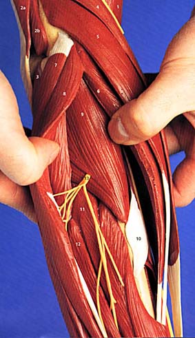 Baldomero Arm model: in-use manipulation