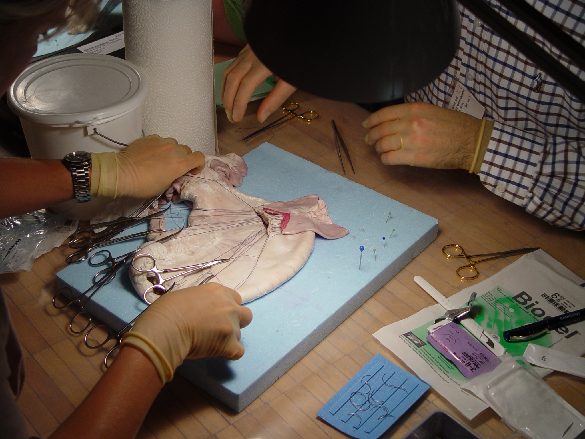 Training procedure using stomach and small intestine in Davos GI course