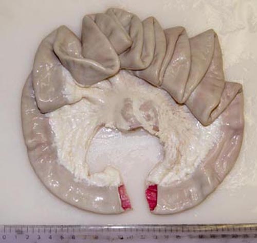 Prepared small intestine specimen with mucosa highlighted